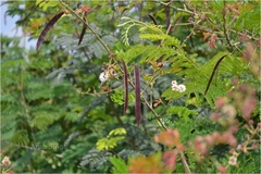 Mimosa rubicaulis